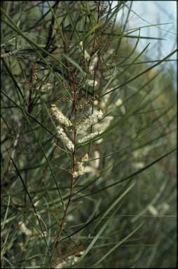 APII jpeg image of Acacia longissima  © contact APII