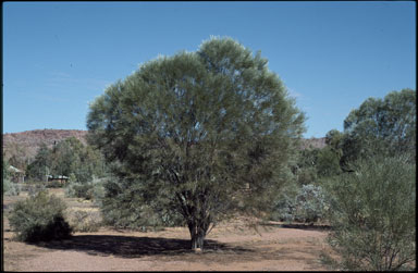 APII jpeg image of Acacia maconochieana  © contact APII