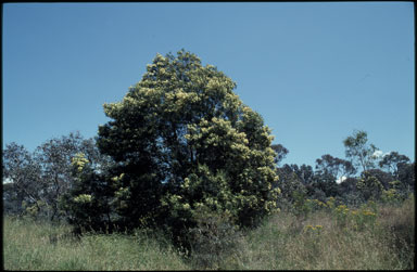 APII jpeg image of Acacia mearnsii  © contact APII