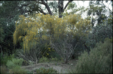 APII jpeg image of Acacia merinthophora  © contact APII