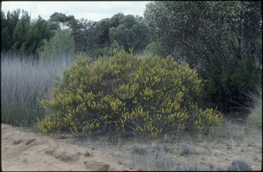 APII jpeg image of Acacia montana  © contact APII