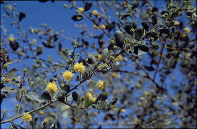 APII jpeg image of Acacia monticola  © contact APII