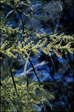 APII jpeg image of Acacia mucronata subsp. longifolia  © contact APII