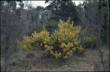 APII jpeg image of Acacia myrtifolia  © contact APII