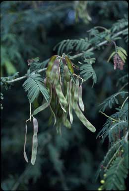 APII jpeg image of Acacia oshanesii  © contact APII