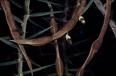 APII jpeg image of Acacia oxycedrus  © contact APII