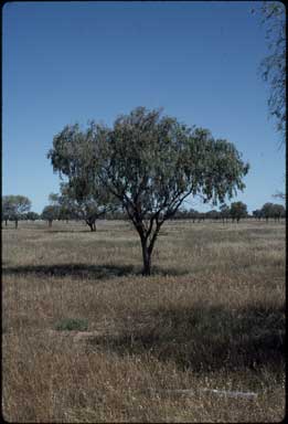 APII jpeg image of Acacia pendula  © contact APII