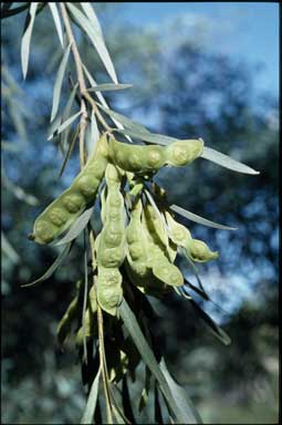 APII jpeg image of Acacia pendula  © contact APII