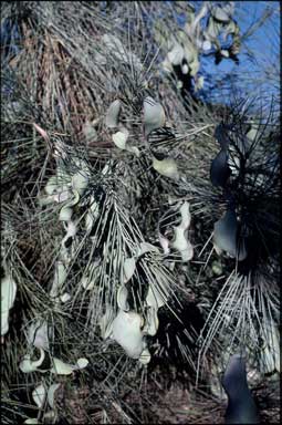 APII jpeg image of Acacia peuce  © contact APII