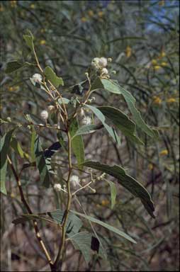 APII jpeg image of Acacia platycarpa  © contact APII