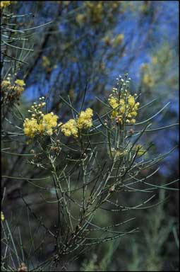 APII jpeg image of Acacia prainii  © contact APII