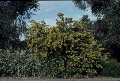 APII jpeg image of Acacia pubescens  © contact APII