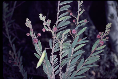 APII jpeg image of Acacia purpureopetala  © contact APII