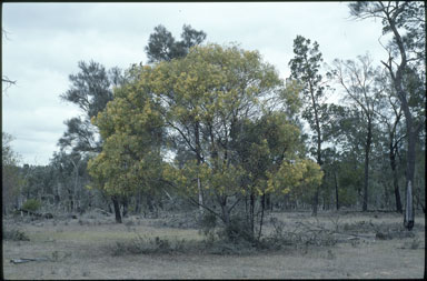 APII jpeg image of Acacia pycnantha  © contact APII