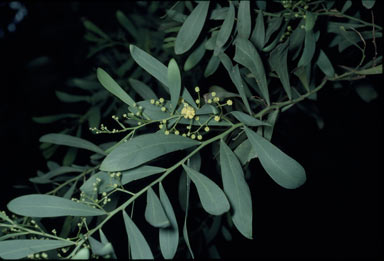 APII jpeg image of Acacia quornensis  © contact APII