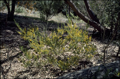 APII jpeg image of Acacia rhetinocarpa  © contact APII