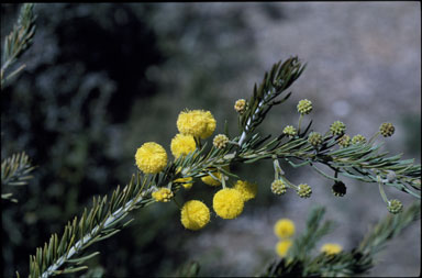 APII jpeg image of Acacia ruppii  © contact APII