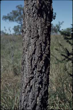 APII jpeg image of Vachellia suberosa  © contact APII