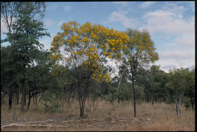 APII jpeg image of Acacia torulosa  © contact APII