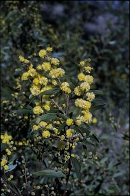 APII jpeg image of Acacia verniciflua  © contact APII