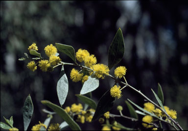 APII jpeg image of Acacia verniciflua  © contact APII