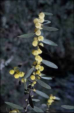 APII jpeg image of Acacia verniciflua  © contact APII