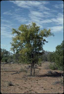 APII jpeg image of Acacia victoriae  © contact APII