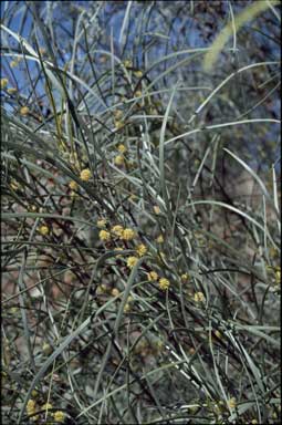 APII jpeg image of Acacia coriacea  © contact APII
