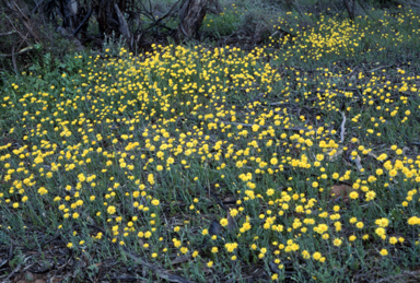 APII jpeg image of Rhodanthe polygalifolia  © contact APII