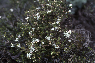 APII jpeg image of Westringia rigida  © contact APII