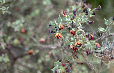 APII jpeg image of Daviesia arenaria  © contact APII