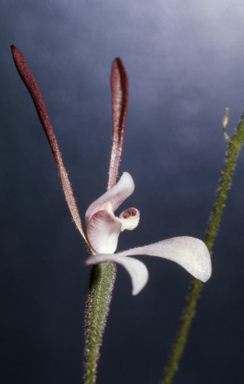 APII jpeg image of Caladenia menziesii  © contact APII