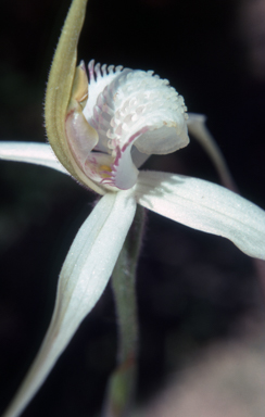 APII jpeg image of Caladenia patersonii var. longicaula  © contact APII