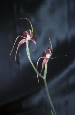 APII jpeg image of Caladenia huegelii  © contact APII