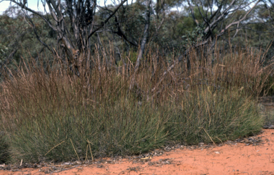 APII jpeg image of Triodia scariosa  © contact APII