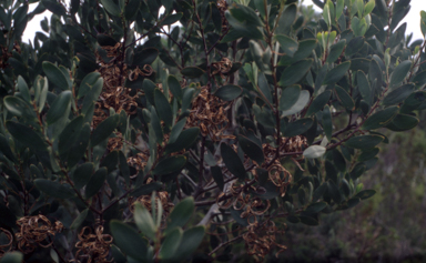 APII jpeg image of Acacia sophorae  © contact APII