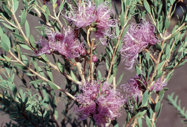 APII jpeg image of Melaleuca thymifolia  © contact APII