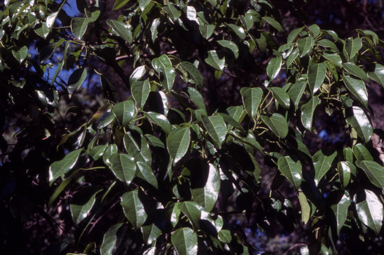 APII jpeg image of Hernandia bivalvis  © contact APII