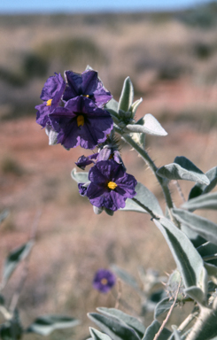 APII jpeg image of Solanum quadriloculatum  © contact APII