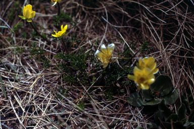APII jpeg image of Ranunculus gunnianus  © contact APII