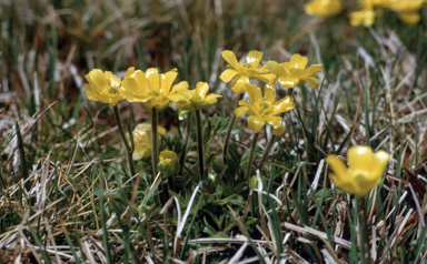 APII jpeg image of Ranunculus dissectifolius  © contact APII