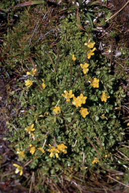 APII jpeg image of Ranunculus niphophilus  © contact APII