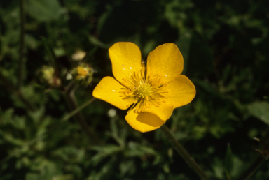 APII jpeg image of Ranunculus sp.  © contact APII