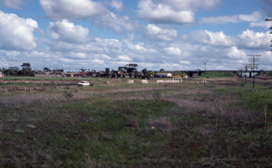 APII jpeg image of Rutidosis leptorrhynchoides  © contact APII