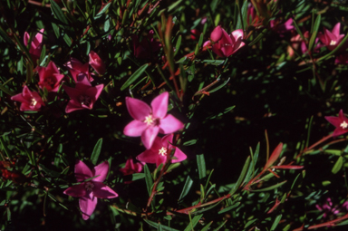 APII jpeg image of Crowea 'Festival'  © contact APII