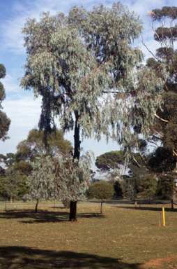 APII jpeg image of Eucalyptus sideroxylon  © contact APII