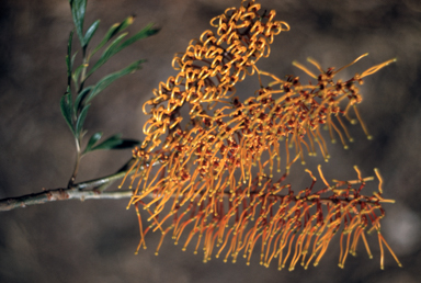 APII jpeg image of Grevillea robusta  © contact APII