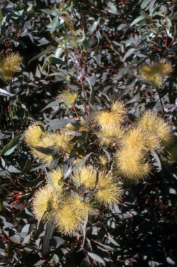 APII jpeg image of Eucalyptus luehmanniana  © contact APII