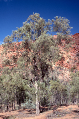 APII jpeg image of Atalaya hemiglauca  © contact APII