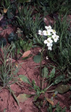 APII jpeg image of Phlegmatospermum cochlearinum  © contact APII